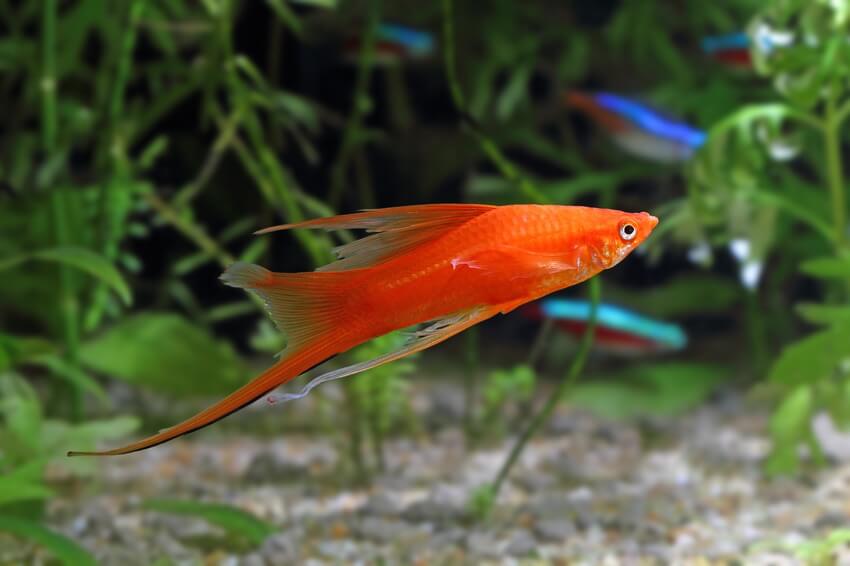 hi fin swordtail